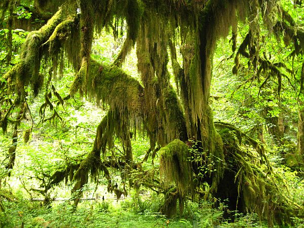 Hall of Mosses Trail