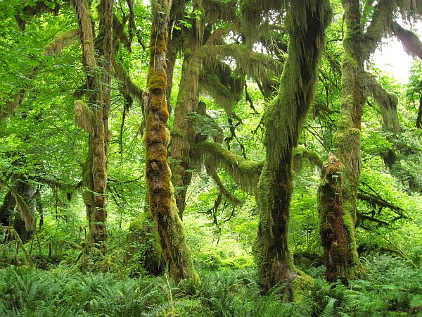 Hall of Mosses Trail