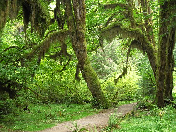 Hall of Mosses Trail