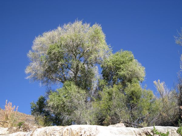 Big Bend NP