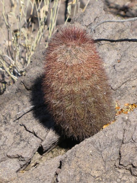 Big Bend NP