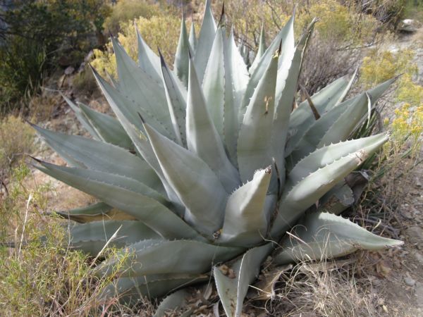 Eine Agave - ich sehe eine Agave ....