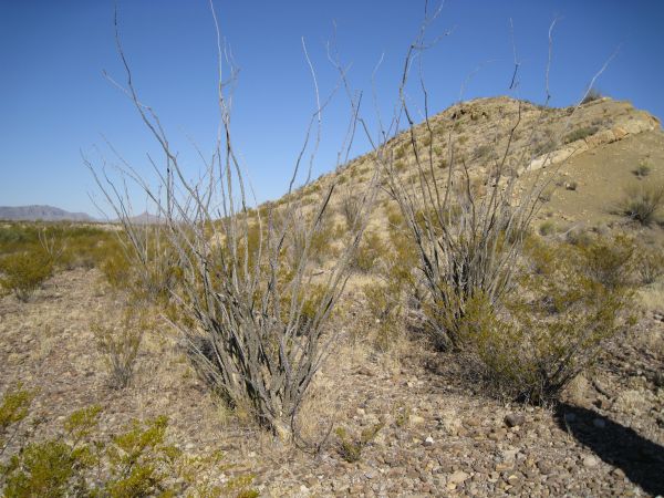 Big Bend NP