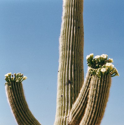 Organ Pipe Cactus Park 