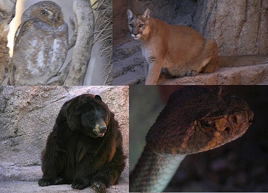 Arizona-Sonora Desert Museum