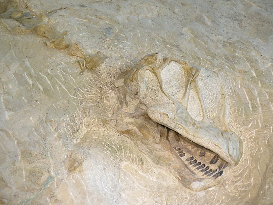 Dinosaur National Monument - Fossil Bone Quarry