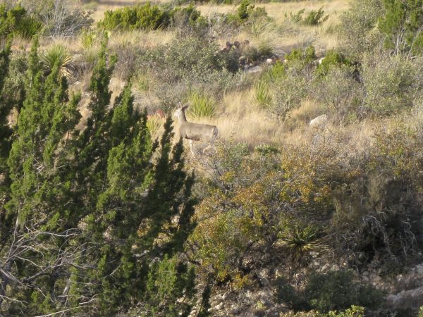 Guadelupe Mountains