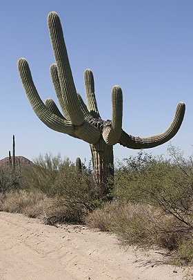 Saguaro National Park