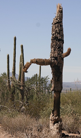 Saguaro National Park