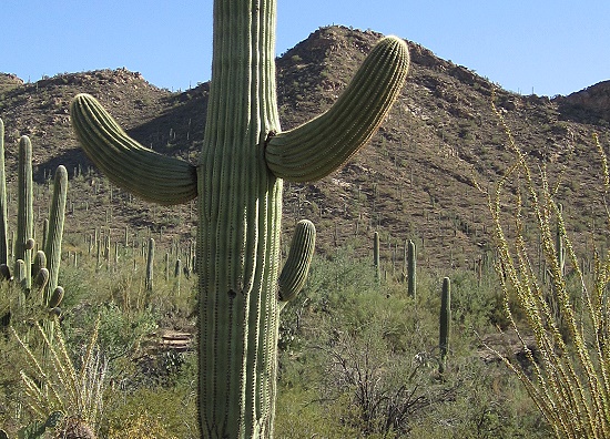 Saguaro National Park