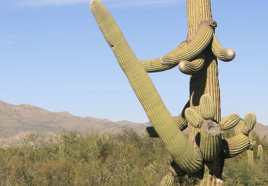 Saguaro National Park