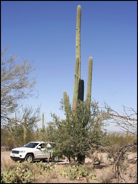 Saguaro National Park