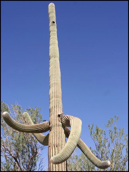 Saguaro National Park