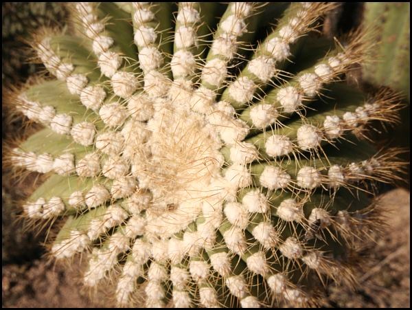 Saguaro National Park