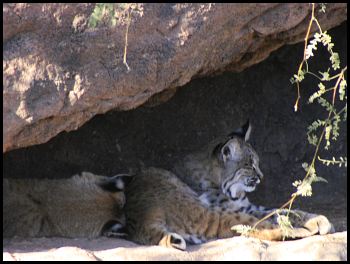 Desert Museum